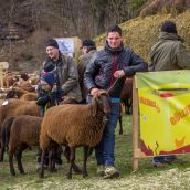 Schafausstellung Tiroler Bergschaf  (38)
